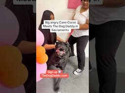 Huge Angry Cane Corso Meets The Dog Daddy.