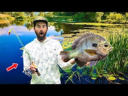 Caught The WORLD'S LARGEST Bluegill on a MICRO ROD... These Fish are FREAKS!