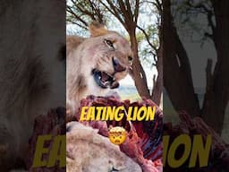 Would you go so close?🦁