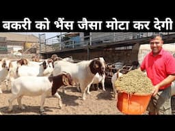 बकरी को मोटा कर देगी ये अनोखी खुराक | Bakri Ko Mota Karne Ka Tarika | How to Gain Goat Weight