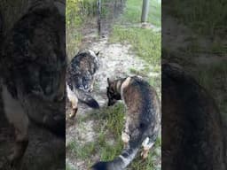 The great hunters #farming #germanshepheard #shorts