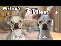 Adopting a Shelter Dog: 3 Months of Transformation with Petey