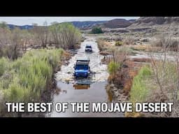 Best of the Mojave Desert in a Jeep Gladiator