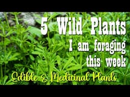 5 Wild Plants I am Foraging for this week ~ Self Reliance Skill