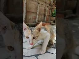 Cute Cat 😺#shorts #short #cats #cat #catlovers #vetsdiary