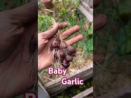 Don't Throw Out Your Garlic When They Start To Grow In Your Pantry #growinggarlic