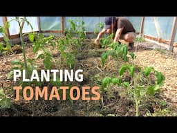 Planting Tomatoes in the Polytunnel
