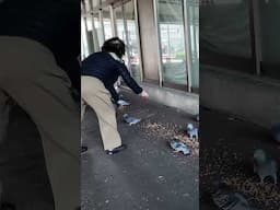 Feeding pigeons in Yokkaichi, Japan