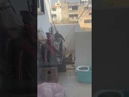 My love bird attacked by #falcon #eagles #attackers #love #birds #budgies