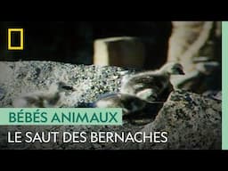 Des oisillons sautent d'une falaise de 90 mètres