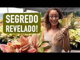 VEJA ISSO ANTES de TROCAR sua PLANTA de VASO