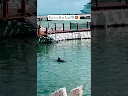 Fun in the Sun 🐬🏀 #dolphin #travel #youtubeshorts