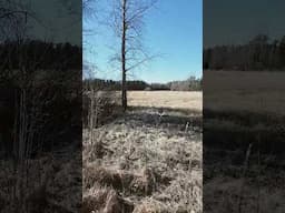 Migrating Cranes return to Meri-Pori, Finland. 02.04.25 #nature #wildlife #suomi