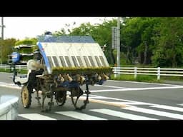 Rice Planting Time in Japan