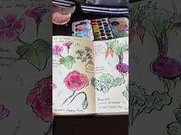 Sketches of my garden #sketchbook  #watercolor #gardenart