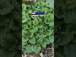Lemon Balm: The Ancient Herb for Modern Anxiety Relief