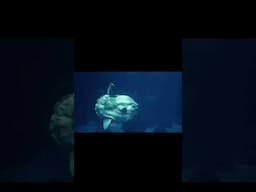 #facts #viralshort #learning #nature #learn #sciencefacts #education #sunfish #deepsea #ocean