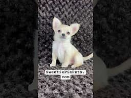 Long hair apple head Chihuahua puppy for adoption ❤️￼