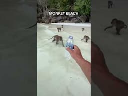 Monkey Beach! Koh Larn! Thailand! #kohlarn #monkeybeach #thailandtravel #thailandlifestyle