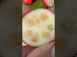 Strawberry Guava - "Grows Beautifully in Pots" #strawberryguava