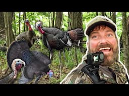 Turkey ATTACKS Dead Gobbler! Crazy Turkey Hunting (Public Land)