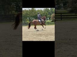 When you get to ride your besties’ GRAND PRIX DRESSAGE HORSE!