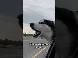 German Shepherd vs Husky🤣 Funniest Huskies | Best Videos #husky #doglovers #huskydog #shorts #dog