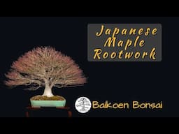 Wide Canopy Japanese Maple Rootwork - Tom Lau -  Bonsai Technique - Baikoen Bonsai Club