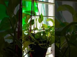 #গৃহকোণ #homesweeethome #moneyplant #plants #homedecore #homedecor