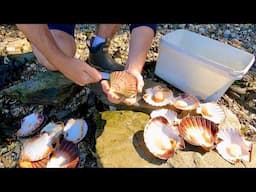 Coastal Foraging for Scallops, Clams, Cockles on Huge Spring Tide | The Fish Locker