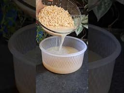 Urad dal water liquid fertilizer #organicfertilizer #liquidfertilizer #fertilizer #lipshaworld