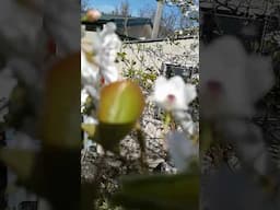 APPLES BLOSSOMS AND HONEY BEES