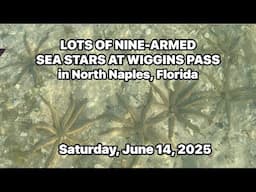 Lots of Nine-Armed Sea Stars at Wiggins Pass in North Naples, Florida | Saturday, June 14, 2025