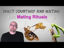 Insect Mating Ep 2: Mating Rituals