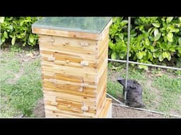 VEVOR 10 Frame Bee Hive Review & Assembly | Beeswax Coated Hive Kit for Beginners & Pro Beekeepers