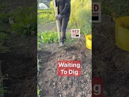 Waiting to Dig #soilcultivation #weeds #bedpreparation