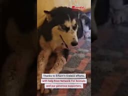 Pregnant husky saved from suffering on Morocco's streets gives birth to two adorable puppies!