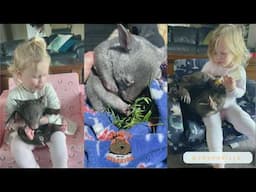 POV: Your best friends is a WOMBAT  #wombat #animals #siblings