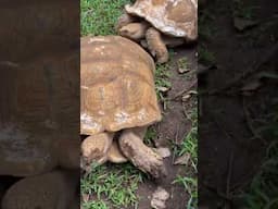 🌳Nuestro santuario de vida silvestre está abierto al público.