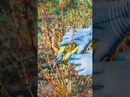 Prune These 8 Flowering Shrubs! ✂️ #shorts #landscaping #flowers