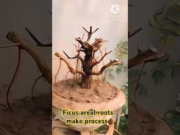 #ficus #bonsai #ficusbonsai #ficusbonsai #Bonsai is my passion