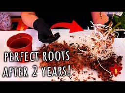 Repotting pendant Dendrobium Orchid in self watering pot - Let's talk about it!