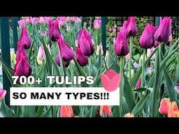SPRING TULIP GARDEN IN FULL BLOOM! 🌷 A Showcase of Beautiful Colors & Tulip Varieties