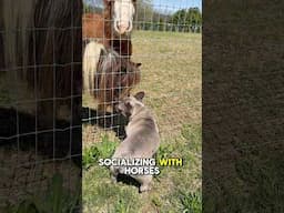 Frenchie & Horses #dogtrainer #dogtraining #dogtrainingtips