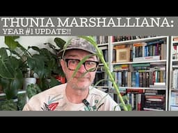 My year #1 Thunia marshalliana update!