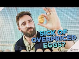 Spend Less On Eggs At The Grocery Store  Raise Chickens for Eggs