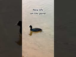 This Coot can DIVE! 😍 #ClaphamWetlands