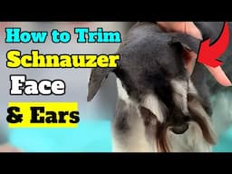 Schnauzer FACE trim STEP by STEP! With an EAR trimming safety tutorial.