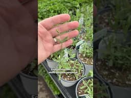 Want to grow your own tea garden? Start with these 5 plants