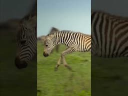 30 seconds of baby zebras! 🦓 #IncredibleAnimalJourneys #BabyAnimals #NatGeoKids